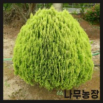 (나무농장) 황금측백 키 60cm 내외 분