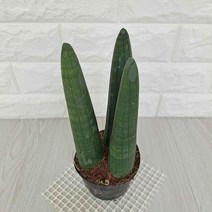 스투키 스투키키우기 실내공기정화식물 공기청정식물 ADS- 2980213EA, 본상품선택