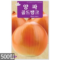 서리태 씨앗 30g - 콩 씨 청약콩 검은콩 쥐눈이콩 서리태씨앗 콩 검정콩씨앗 검은콩씨앗 콩씨앗 서리태씨 검은콩씨 주말농장 텃밭, 13_양파골드뱅크(500립)