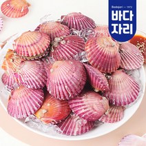 통영 청정해역 당일채취 제철 홍가리비 1kg 가리비찜 가리비구이 가리비회, 홍가리비 2kg