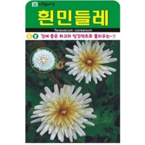 AR 흰민들레 50립 인기최고 씨앗
