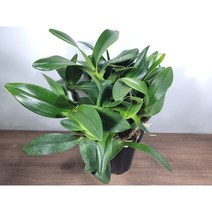 [나랑너랑꽃]덴로비움 - 스페시오섬 (17cm 포트 대명석곡﻿ 꽃대 1개), 1개