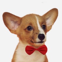 목걸이 고양이 스카프 강아지 넥타이 리본 보타이 진주스카프, 화이트
