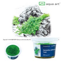 AquaArt 아쿠아아트 헤미안투스 칼리트리코이데스 쿠바펄 무균 수초