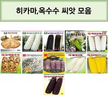 엔앤케이 히카마 옥수수 씨앗 히카마 해피찰3호옥수수 블랙베리찰옥수수 얼룩대학찰 백초당옥수수 오색옥수수 케이팝옥수수 후아차이12 자흑찰옥수수 찰옥4호옥수수 초당옥수수VSC03 아시아, 1.다농-히카마 10g
