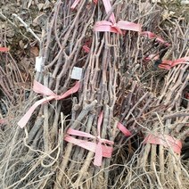 mba머루포도 묘목 1주, 식목일 본상품선택