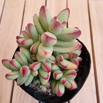 애성 키우기 쉬운 실내 다육 랜덤1-20, 단품, 1개