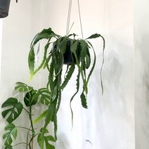 더라라플랜트 립살리스 뉴쇼우 행잉식물 인테리어식물.