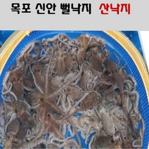 낙지 산낙지 세발낙지 소 10 마리 목포낙지, 10마리