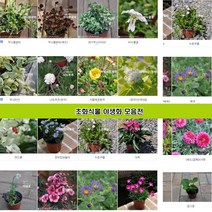 초화식물 공기정화식물 모음 무늬클로버 애기무늬아이비 비누풀꽃 무늬빈카 너도부추 카메레온 뱀무 마가렛 엔젤트럼펫 스웨디시 아기별꽃 아게라덤 패랭이 둥굴레 가자니아 풍란 오색기린초, 아리섬 화분4개