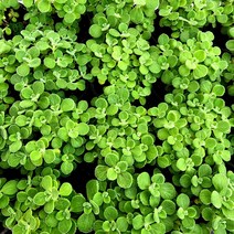 꽃나무팜 (5개 한세트) 장미허브 다육식물 향기나는식물 애플향 레몬향 장미향 카페 사무실인테리어 라벤더