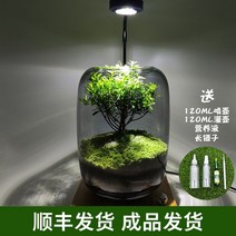비바리움 테라리움 만들기 이끼 장식 분재 식물 수반, 옵션2 + 라이트 세트, 기본사항