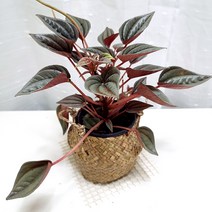 멘도자 페페로미아 관리쉬운 실내 공기정화 식물 해초화분, 단품