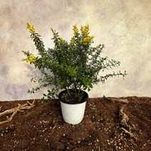 [광합성] 애니시다 중 50cm