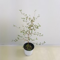 [해피그린 화원] 아기자기한 잎사귀가 매력인 식물 마오리 소포라 129 화원 농원