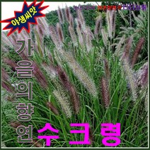 산약초씨앗/낭만초/질랑풀/녹생식물 / 수크령 5kg