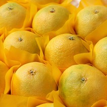 브랜드없음 [더테이블]제주 황금향 5kg 25-40과 소과 (벌크), 단품없음