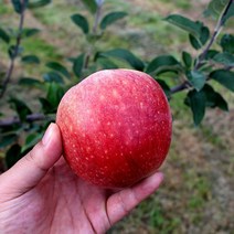 문경 농원직송 달콤한 부사 꿀사과 10kg, 흠집(쥬스용)사과 10kg(26~30과)