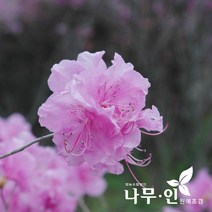 [나무인] 진달래 개화주 포트묘 5그루, 5개