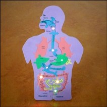 PGM1*^몰뉴 LED 인체 내부구조와 음식물이 지나가는 길 만들기 학습장난감 이지나가는 과학키트 이지나가는만들기 조립 준비물^*1췤pgm, a^^*옵션없슴