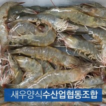 새우양식수협 국내산 흰다리새우 1kg 30미내외 왕새우 대하 급랭 냉동, 30미내외(냉동)