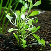 수초 글롯소스 티그마 2잎 30뿌리