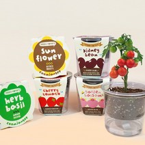 꿈쟁이 저면관수 식물키우기 방울토마토 허브바질 해바라기 봉선화 강낭콩, 05.봉선화
