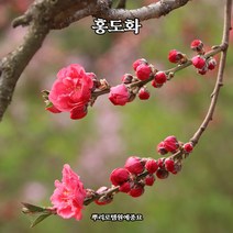 뿌리로템원예종묘_홍도화나무 접목1년 5주묶음 / R3cm 묘목