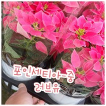 꽃나라엘리스 포인세티아(러브유)-중-크리스마스 꽃