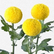 [어린모종]국화(폼폰타입) : 8cm분, 핑퐁 골든옐로