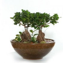 인삼팬다[쌍대] 공기정화식물 미세먼지식물 가습식물, 물받침대