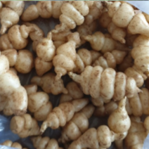 (성실C)골뱅이초석잠모종(종근) 100개