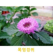초화식물/야생화 목엉겅퀴 화분모종 4개(L0032), 3개