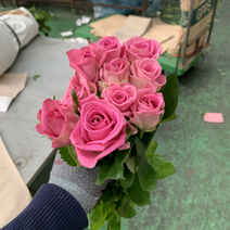 [사직생화] 아쿠아 장미 생화 30송이
