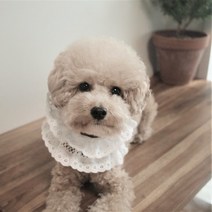 아가아가면레이스 케이프 스카프 귀도리 목도리 대형견, M