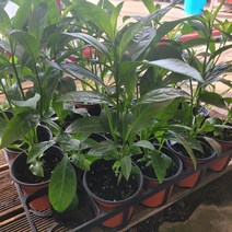 무배 5개 묶음발송 아레향 야레향 모기퇴치식물 여름식물 15-25cm 35