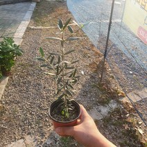 올리브나무 소품 외목대 30~50cm 49