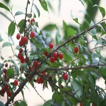 PGM^*^몰이스라지 3년생 H0.6-0.8 (산앵두) 묘목 조경용 정원 나무 정원수 꽃나무 가꾸기^*췤pgm, a*^*옵션없슴