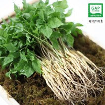 순수 새싹삼 [GAP] 2~3년근 명품 30 뿌리 (35cm 내외) 1box 선물포장 가능 (오후 2시이전 주문시 당일발송), 선물 포장