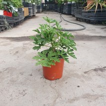 꽃백화점 구문초제라늄 소품 10~30cm 25, 1개
