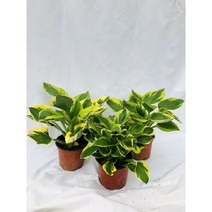 호스타 무늬 비비추 무늬옥잠화 노지월동 야생화 Hosta plantaginea, 1개