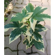 애기팔손이 공기정화식물 관엽식물 토분 풀잎이야기, 기본 플라스틱 포트