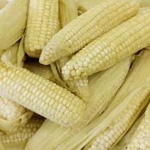 [자미담] 2022년 담양가사문학 옥수수(백찰) 5ea/30ea, 30ea