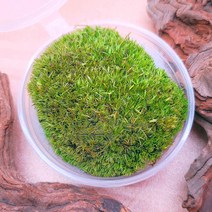 비단이끼 테라리움 비바리움 팔루다리움 재료, 1개