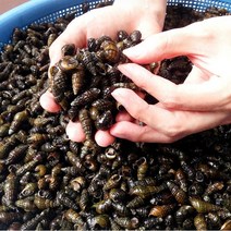 국산 다슬기 강원도 영월 동강 자연산 깐 생 다슬기 올갱이, 2-1.다슬기육수(1kg), 1개