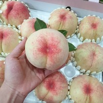태양상회 말랑한 복숭아 백도 황도, 1box, 4.5kg 15~17과 (중과추천)
