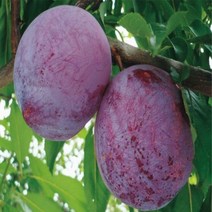 자연농원 알프스왕자 (최신품종) 자두 묘목 최소구매2개, 왕자두 (7월자두)