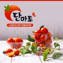 [단마토] 스테비아 대추방울 토마토 1kg