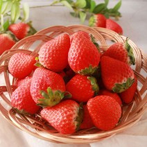 논산 설향 비타베리 생딸기 750g 1팩 왕딸기 설과일선물세트 설날선물포장, 비타베리 750g 1팩 (대사이즈 30알)