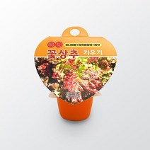 어린이집 학습용 꽃상추키우기 재료 세트 / 텃밭 재배 베란다 유아동 씨앗
